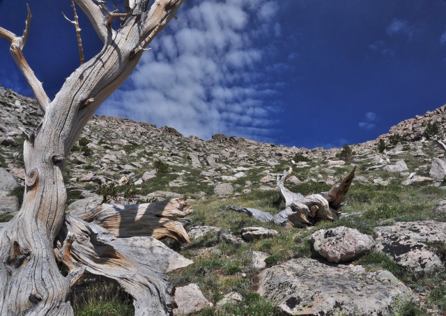 a bristlecone pine